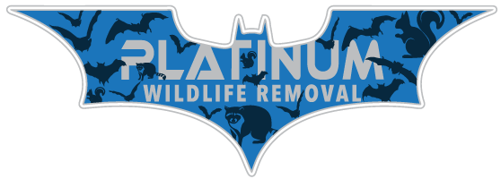 Bat Removal Rochester Hills